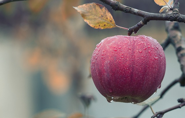Dane o tym jak odpowiednio przechowywać jabłka
